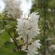 Deutzia Pride of Rochester