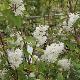Deutzia Pride of Rochester