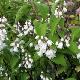 Deutzia Pride of Rochester