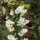 Deutzia Pride of Rochester