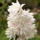 Deutzia Pride of Rochester