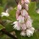 Deutzia Pride of Rochester
