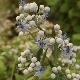 Dichroa � fleurs bleues