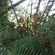 Foug�re arborescente de Tasmanie