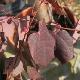 Disanthus � feuilles de cercis