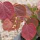Disanthus � feuilles de cercis