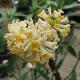 Edgeworthia chrysantha