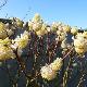 Edgeworthia chrysantha