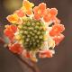 Edgeworthia Red Dragon / Akebono