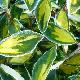 Elaeagnus Limelight