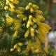 Bruy�re arborescente � fleurs jaunes