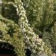 Bruy�re en arbre blanche