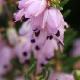 Bruy�re d'hiver Darley Dale