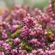 Bruy�re d'hiver Kramer's Rote