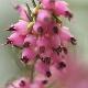 Bruy�re d'hiver Kramer's Rote