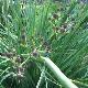 Panicaut � feuilles de pandanus