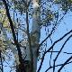 Eucalyptus dalrympleana