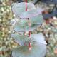 Gommiers des neiges � feuilles rondes