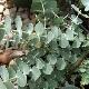 Eucalyptus Baby Blue