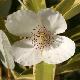 Eucryphia lucida panach�