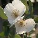 Eucryphia lucida