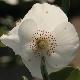Eucryphia lucida