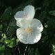 Eucryphia Rostrevor