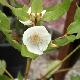 Eucryphia Rostrevor