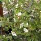 Eucryphia Rostrevor
