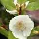 Eucryphia Rostrevor