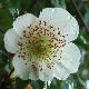 Eucryphia Nymansay