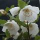 Eucryphia Nymansay