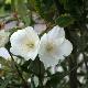 Eucryphia Nymansay