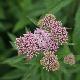 Eupatorium cannabinum
