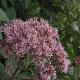 Eupatorium cannabinum