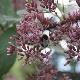 Eupatorium cannabinum