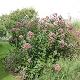 Eupatorium cannabinum