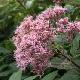 Eupatorium cannabinum