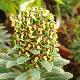 Euphorbe characias