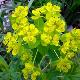 Euphorbe palustre