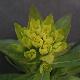 Euphorbe palustre
