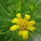 Euryops linearis
