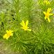 Euryops linearis