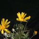 Euryops pectinatus