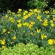Euryops pectinatus