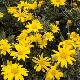 Euryops pectinatus