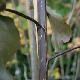 Peuplier � feuilles pourpres 
