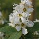 Exochorda Snow White
