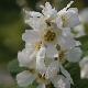 Exochorda Snow White