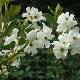 Exochorda The Bride